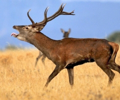 Alerta máxima en la Sierra de Andújar contra los cazadores furtivos